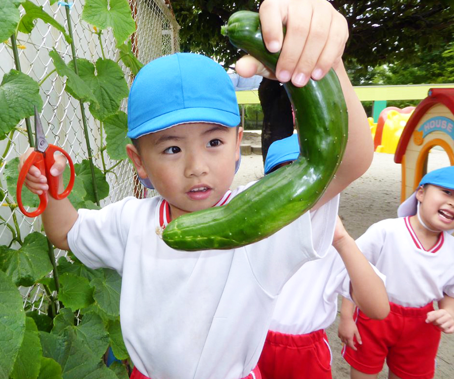 野菜の収穫